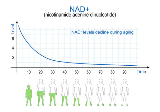 NAD plus levels. chart