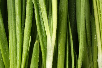Fresh green onions with water drops as background, top view