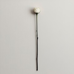 Single white rose on a minimalist grey background.