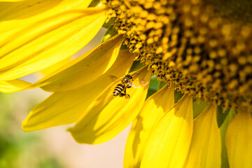 Close-up of a bee collecting pollen from a vibrant yellow sunflower in full bloom during a sunny day