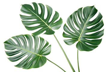 Obraz premium Monstera leaves isolated on transparent background