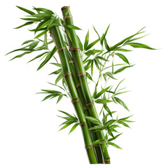 Bamboo tree on transparent background