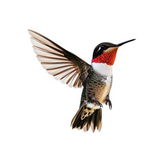 Obraz premium Hummingbird in Flight on transparent background