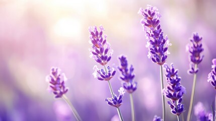 Naklejka premium Blooming lavender in a field in Provence. Fantastic summer mood, floral sunset landscape of meadow lavender flowers. Peaceful bright and relaxing nature scenery.