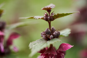 Purple deadnettle flowers in spring meadow........