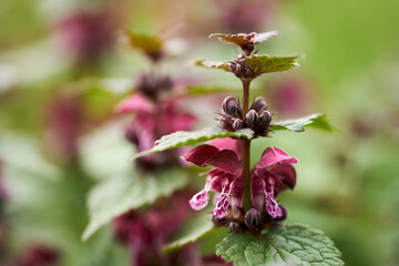 Purple deadnettle flowers in spring meadow........