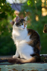 Fluffy calico cat sitting in sunlight........