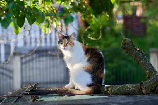 Fluffy calico cat sitting in sunlight........