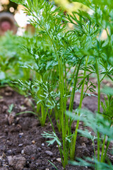 Carrot plants growing in a garden........