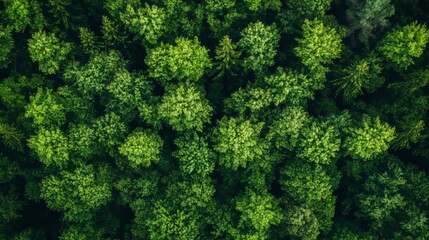 Fototapeta premium Forest and tree landscape texture abstract background, Aerial top view forest atmosphere area, Texture of forest view from above.