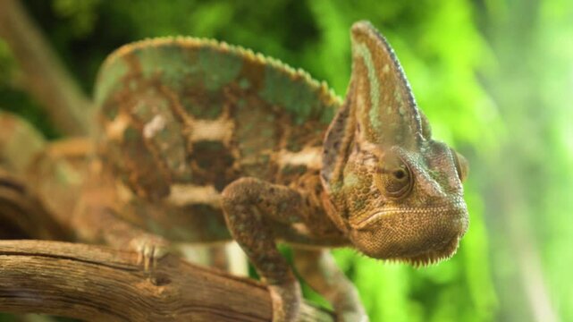 Yemen Chameleon Close Up Gripping a Branch with Vibrant Colors