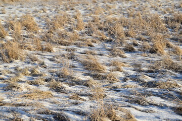 This is a snowy and grassy field in sunny day in early spring.
