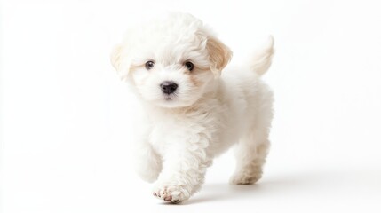 Obraz premium Adorable white puppy walking against white background; perfect for children's books or pet adoption campaigns