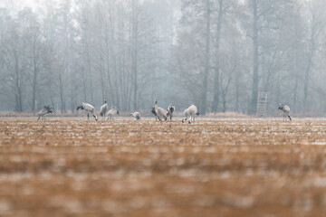 Kraniche auf einem Feld