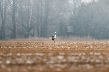 Kranich auf einem Feld