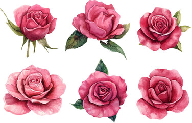 set of roses isolated on white