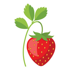 Fresh Strawberry Plant Isolated on White