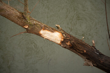 Spuren eines Bibers im Wald, Biberspuren am Fluss, angenagter Baum, Stamm