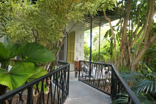 Garden and polydactyl six-toed cat at the Hemingway Home and Museum in Key West, Florida
