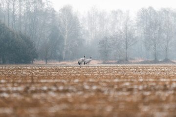 Kraniche auf einer Wiese im Winter