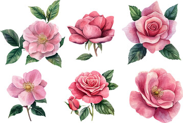 set of pink roses vector