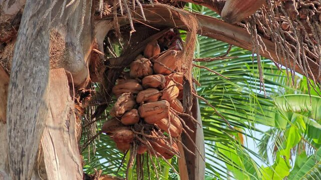 Pile of dried brown coconut on the coconut tree.