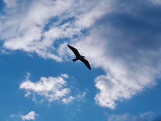 White seagull bird fly in the blue sunny bright sky background photography poster banner hd ultra high resolution quality backdrop wallpaper