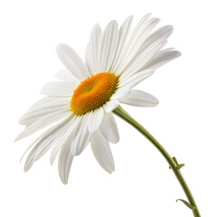 Obraz premium Daisy flower isolated on transparent background
