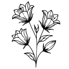A vector simple line drawing of three bellbellflowers with leaves, showcasing their delicate petals and stems.