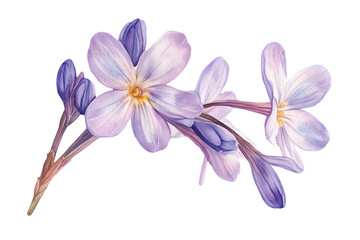 Fototapeta premium Watercolor Painting of Purple Flowers on Transparent Background Botanical Illustration