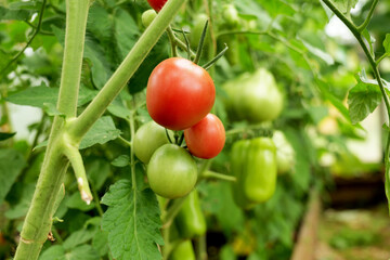 close-up of tomatoes, growing on a vine in greenhouse. Sustainable agriculture promotes fresh, organic vegetables for home cooking and healthy eating