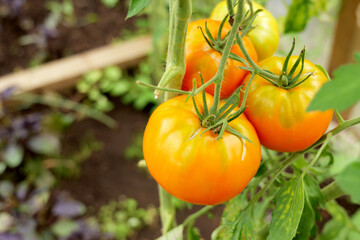 Yellow tomatoes ripening on the vine inside a greenhouse. Organic farming and home gardening ensure a fresh, pesticide-free harvest for a healthy lifestyle