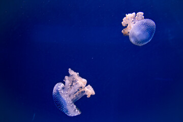 White Spotted Jellyfish in deep blue ocean