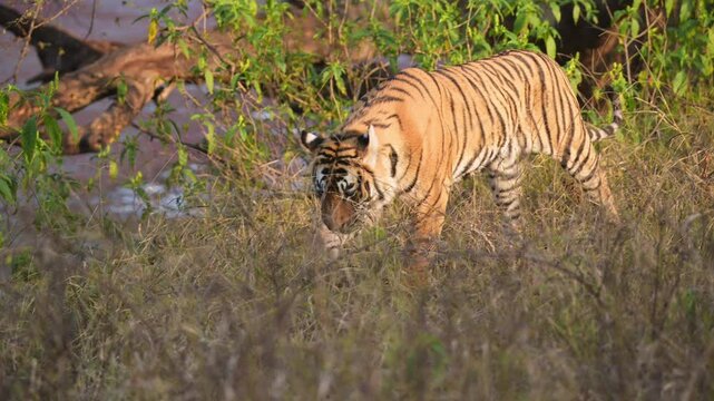 full shot of wild male bengal tiger cub or panthera tigris walking head due to roadblock by vehicles in winter season evening safari at ranthambore national park forest reserve rajasthan india