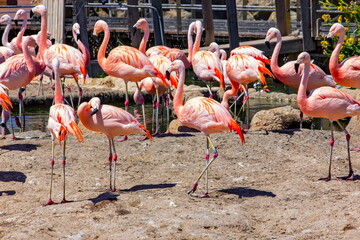 Flamingos standing gracefully by the water