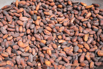 Roast cocoa beans in a bowl close up, dominican republic