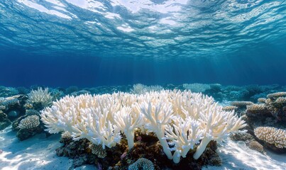 Marine life conservation protecting underwater coral reef ecosystems