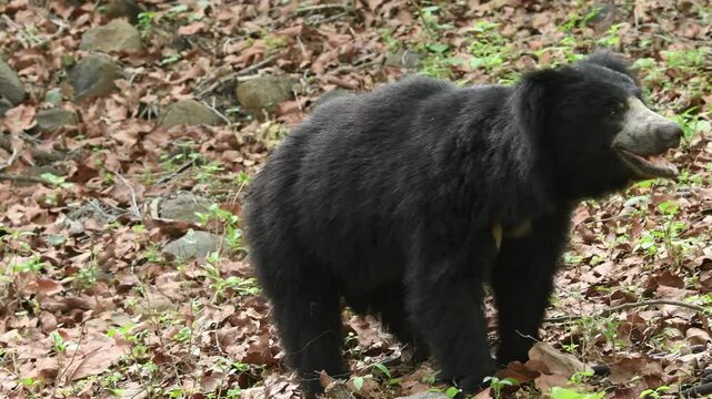close up shot of Sloth bear or Melursus ursinus or Indian bear wild adult male face expression in natural green background habitat Dangerous black animal at Ranthambore National Park Rajasthan India
