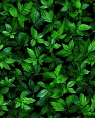 A vibrant close-up showcases a lush abundance of fresh green celery leaves and stalks creating a textured natural background ideal for culinary or botanical designs.