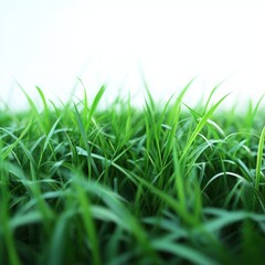 Fototapeta premium Lush green grass blades reaching towards the bright sky creating a serene and fresh natural environment showcasing vibrant color and depth from a low angle