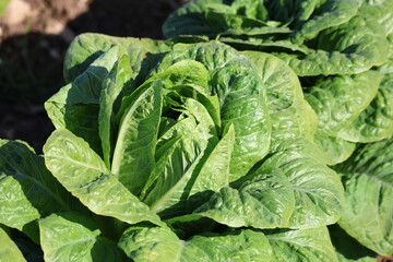 Fototapeta premium close up a lettuce plant in the field