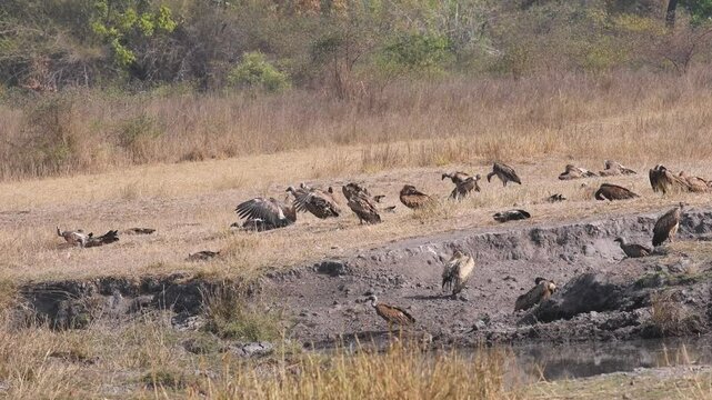 wide shot of Long billed indian Vulture Gyps indicus and White rumped vulture Gyps bengalensis flock or family in action in hot summer season at bandhavgarh National Park forest madhya pradesh india