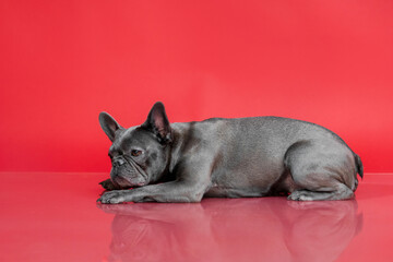 Gray French Bulldog Lying on Red Background