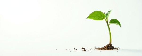 Isolated sprout with leaves on white background, botanical, plant