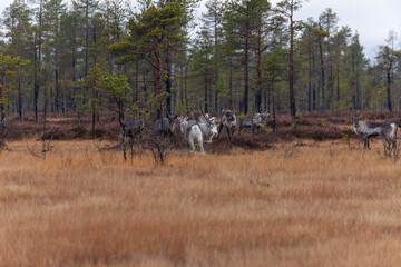 Rentier Herde im Kiefern Sumpfwald in Schweden. 
