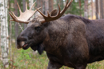 large bull moose in Sweden Lapland