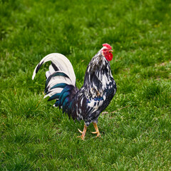  domestic bird, a motley rooster, grazing on the grass