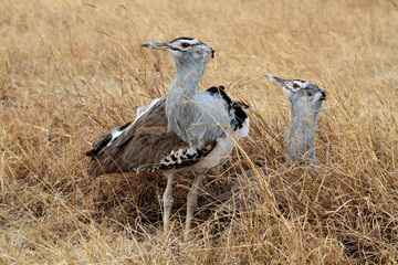 Riesentrappe (Ardeotis kori) auch Koritrappe, Vogelpaar im Grasland, Afrika 
