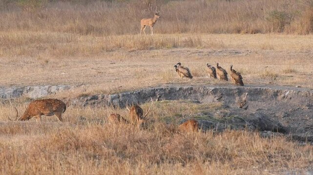 wide shot of Long billed indian Vulture Gyps indicus and White rumped vulture Gyps bengalensis flock and male spotted deer chital axis axis herd bandhavgarh National Park forest madhya pradesh india