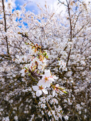 branches are blooming, branch close-up